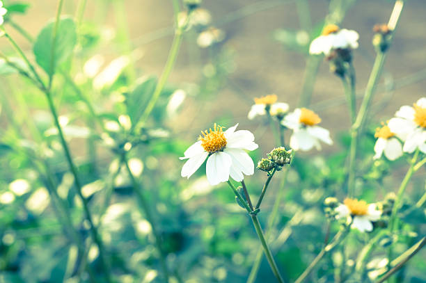 Close-up white color daisy flower with green leaf background.