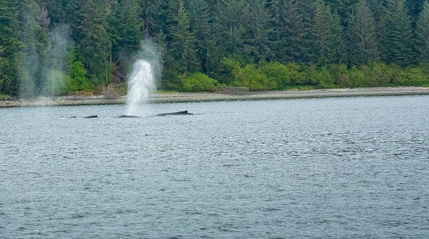 istock Wildlife Encounters: Whales and Eagles in Nature 2228561409