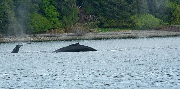 istock Wildlife Encounters: Whales and Eagles in Nature 2228561415