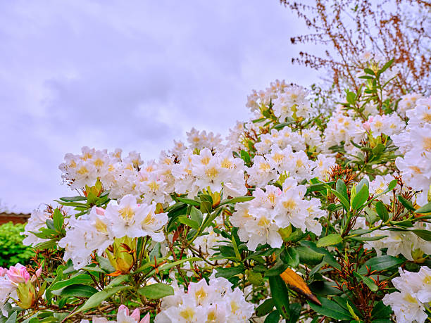 Beauty in Nature is showcased in this beautiful capture of a rhododendron bush in full bloom, displaying white blossoms under the soft light of an overcast day in Denmark, highlighting spring's delicate charm.