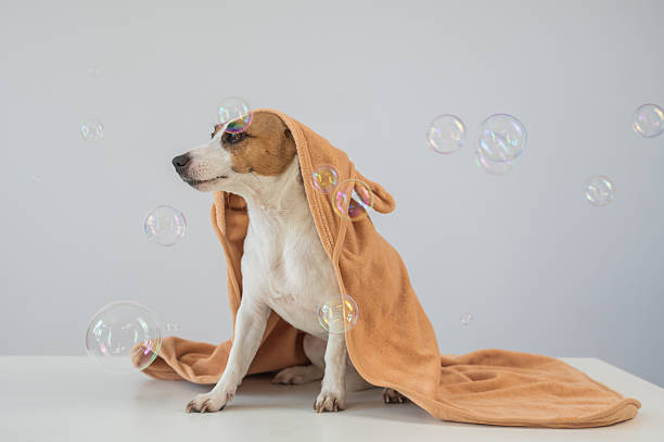 istock Jack Russell Terrier dog in a towel on a white background. 2228565364
