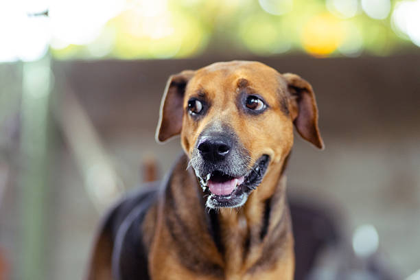 Domestic brown stray dog sitting and absent-minded on backyard