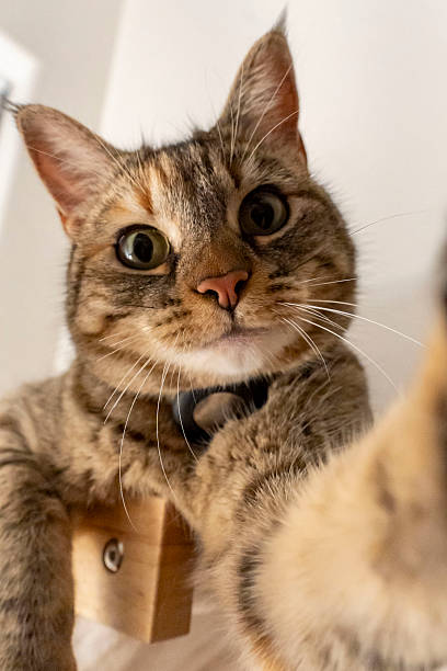 istock A very close up image of a cat that is playfully taking a selfie 2228567138