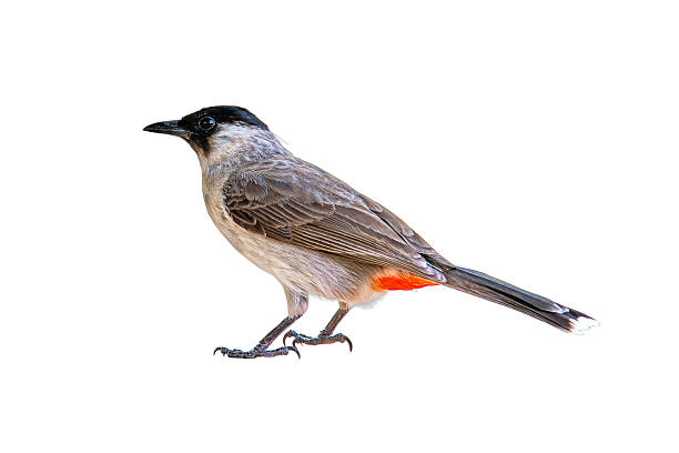 istock Sooty-headed Bulbul with black head and bright red vent stands gracefully on white background, showcasing its soft plumage and alert posture. 2228570459