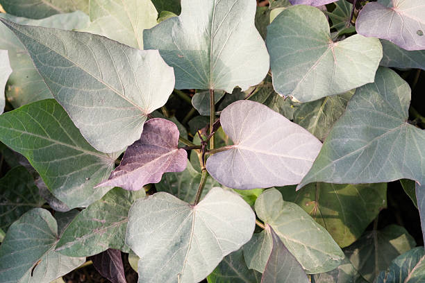 Purple sweet potato leaf background texture. Heart-shaped, purplish-green sweet potato leaves. Unique leaf background wallpaper in nature. Graphic Resources. Advertisement Space