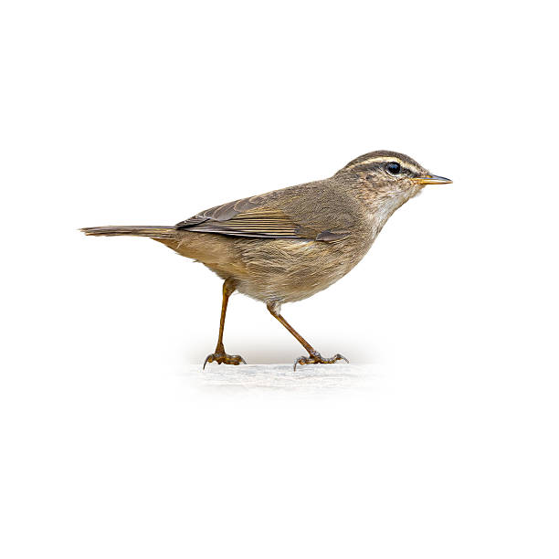 istock Dusky Warbler standing alert on a white surface, showcasing its slender body, brown plumage, and distinctive pale eyebrow stripe. 2228572678