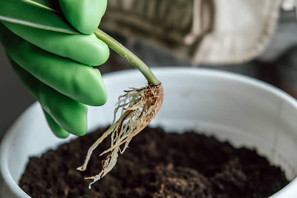 istock planting young seedling with developing roots in pot filled with rich soil in home garden. closeup. 2228574260