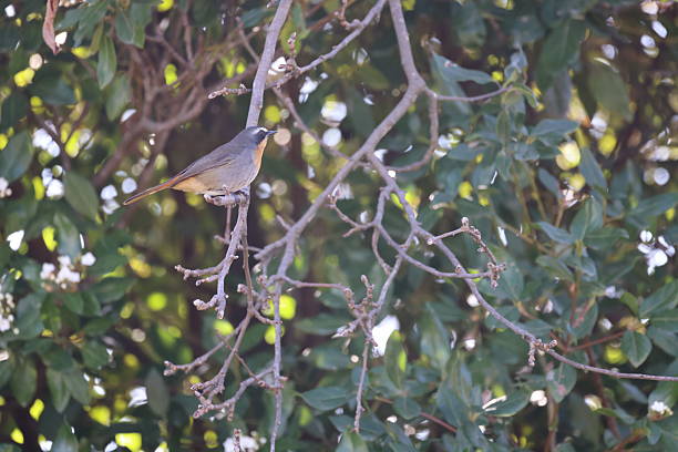 istock Cape Robin bird on tree branch in Stellenbosch 2228574590