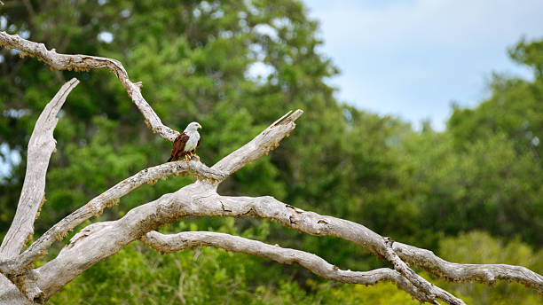 istock Brahminy Kite rests on a twisted, sun-bleached branch, its chestnut wings and white head glowing in the light. Captured in Yala National Park 2228576584
