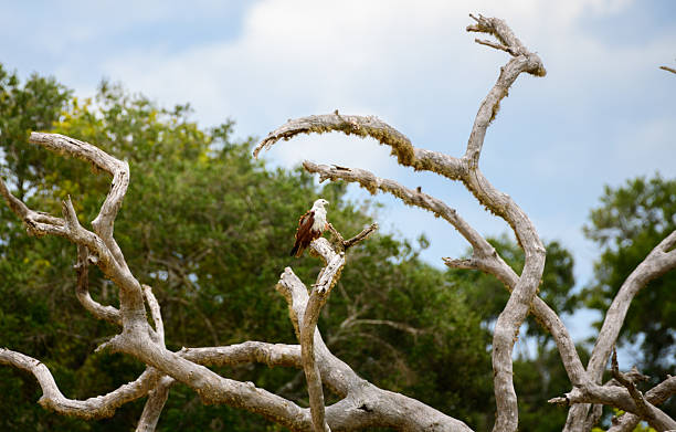 istock Brahminy Kite rests on a twisted, sun-bleached branch, its chestnut wings and white head glowing in the light. Captured in Yala National Park 2228576592