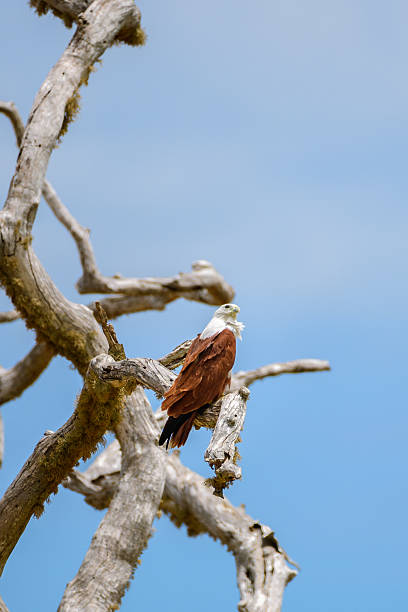 istock Brahminy Kite rests on a twisted, sun-bleached branch against a vivid blue sky, its chestnut wings and white head glowing in the light. Captured in Yala National Park 2228576621