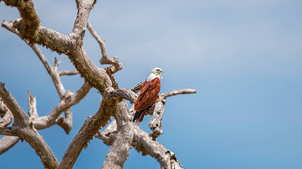 Brahminy Kite rests on a twisted, sun-bleached branch against a vivid blue sky, its chestnut wings and white head glowing in the light. Captured in Yala National Park