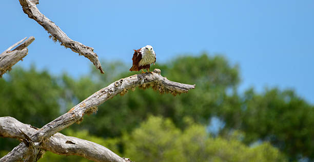 Brahminy Kite rests on a twisted, sun-bleached branch, its chestnut wings and white head glowing in the light. Captured in Yala National Park