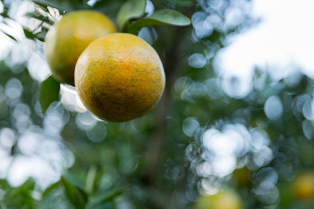 Business concept nature revolves around citrus orchard orange tree are growing, vibrant fruit organic lush leaves creating stunning background, green garden of thriving crop ripe laden with branches