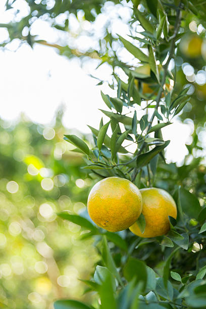 Business concept nature revolves around citrus orchard orange tree are growing, vibrant fruit organic lush leaves creating stunning background, green garden of thriving crop ripe laden with branches