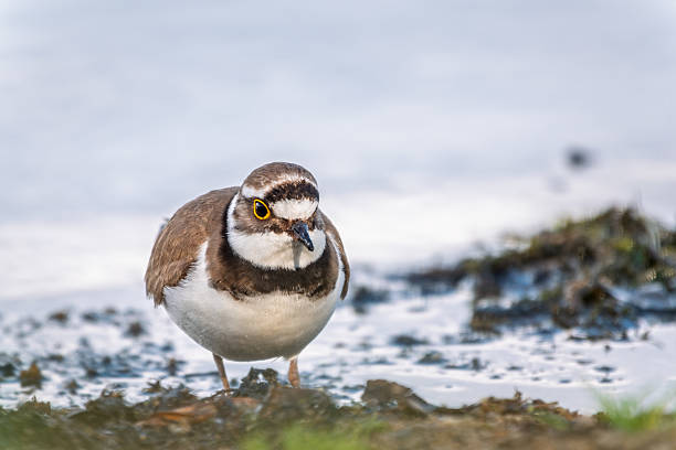 istock Little ringed plover (Charadrius dubius), bird standing on the lake shore 2228577173