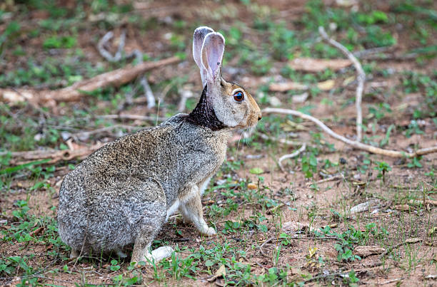 istock Black-naped Hare remains alert on the forest floor with upright ears 2228577280