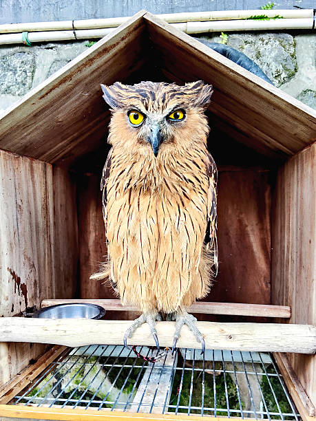 istock Majestic Brown Owl with Piercing Yellow Eyes 2228580834