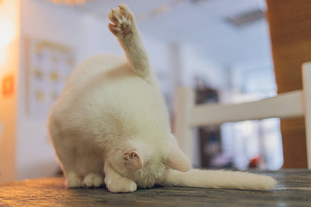 Adorable tabby cat sitting on kitchen floor staring at camera