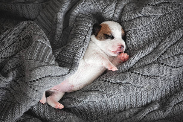 istock Newborn Puppy is lying on white blanket 2228582211