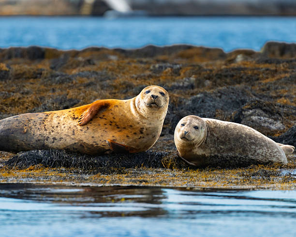 istock Two Curious Harbor Seals Resting On A Seaweed Covered Shoreline 2228582282