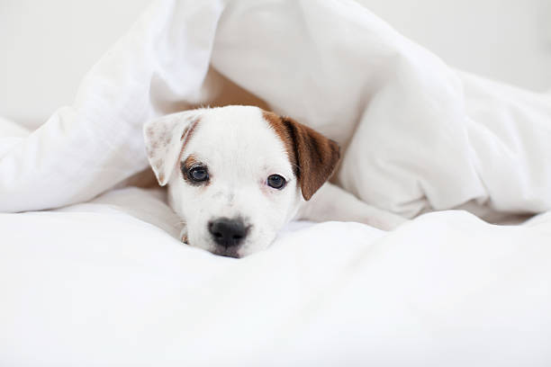 istock Puppy lies in a white bed under a blanket 2228582387