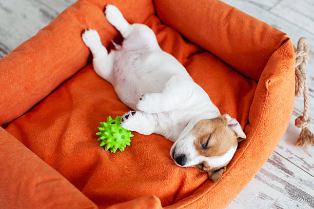 Adorable Dog sleeping with toy at cozy home. Puppy resting belly up in Dog Bed on warm floor, Top View