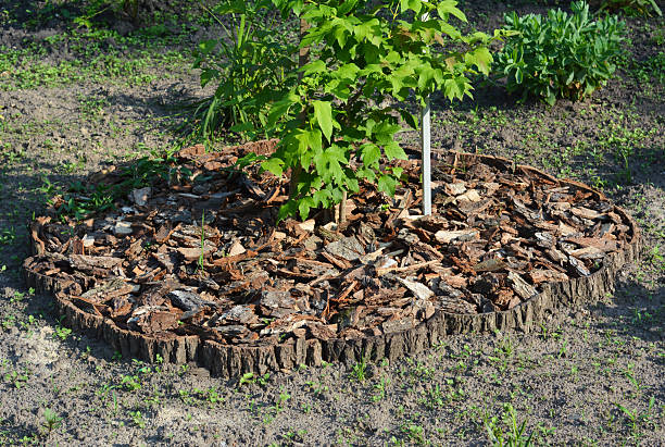 istock The small tree is beautifully mulched with pine bark to conserve moisture and reduce evaporation from the root zone. 2228583603