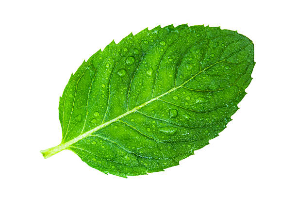 istock Fresh, ripe tomato with slice and green leaves. 2228585582