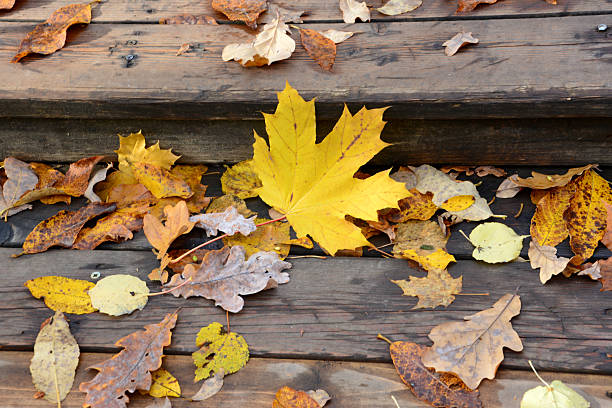 a yellow maple leaf with Autumn Leaves on Wooden steps close up