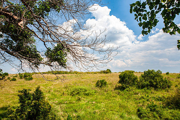 istock Scenic African Savannah Under a Cloudy Sky 2228586341