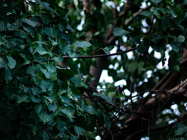 Ficus religiosa or sacred fig branch and leaf for background texture.