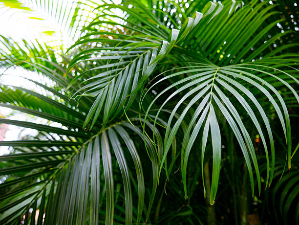 istock Tropical palm leaves green nature view decoration background texture. 2228587065