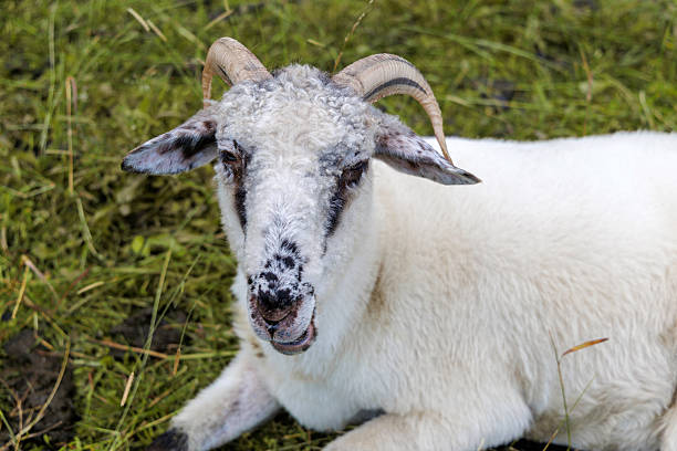 A detailed close-up of a white sheep with curled horns and black facial markings, lying peacefully in a green pasture.
