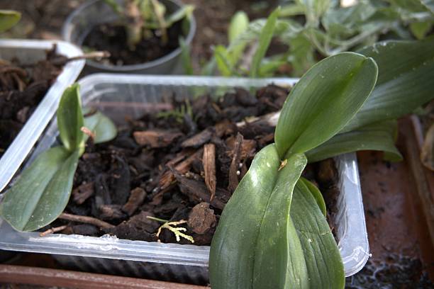 istock Orchid Plant in Recycled Plastic Pot Without Flowers 2228587167