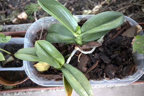 istock Orchid Plant in Recycled Plastic Pot Without Flowers 2228587170