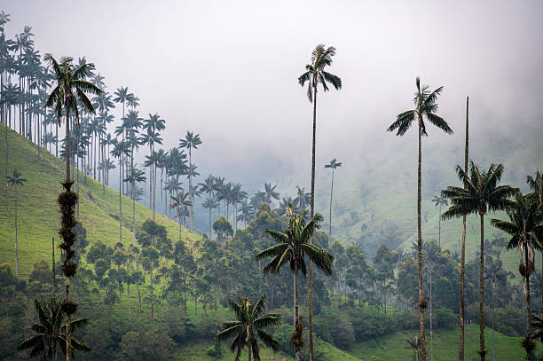 istock Cocora Valley in Colombia 2228588118