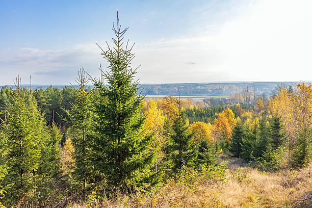 Landscape view by a forest with autumn colors