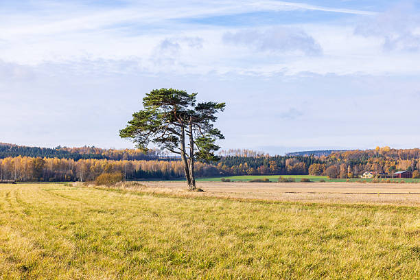 a single tree with yellow leaves growing in the middle of a field with a forest and blue sky in the background.