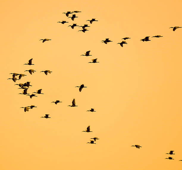 istock A flock of birds flying in the sky 2228588586
