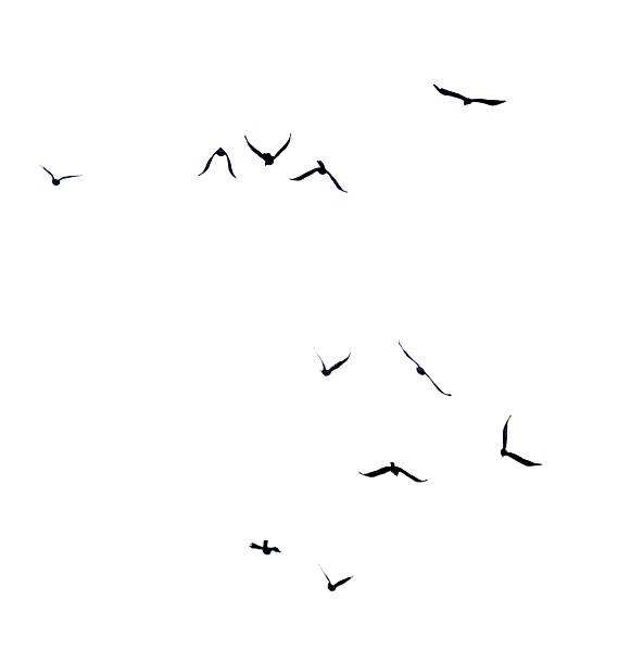 istock Flock of birds in flight isolated on white background 2228588727