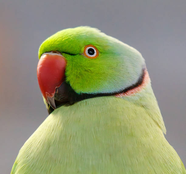 istock A green parrot with a red beak and red eyes 2228588744
