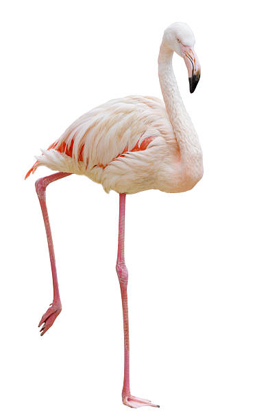 istock A white and pink flamingo standing on its right leg 2228588745
