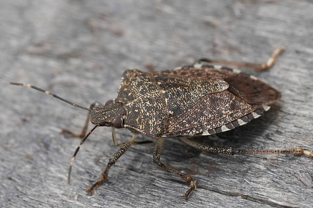 istock Closeup on the brown marmorated stink bug, Halyomorpha halys 2228589283