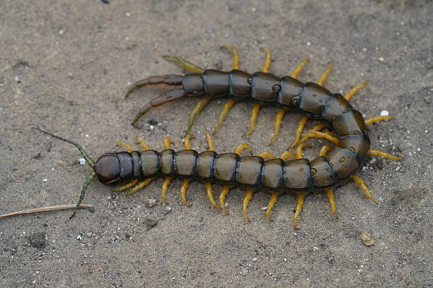 istock Closeup on the Mediterranean Banded Centipede, Scolopendra cingulata in Bulgaria 2228589285