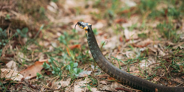istock Grass Snake - Natrix Natrix- Adder Head Raising Defensiveness In Forest Early Spring. 2228590351