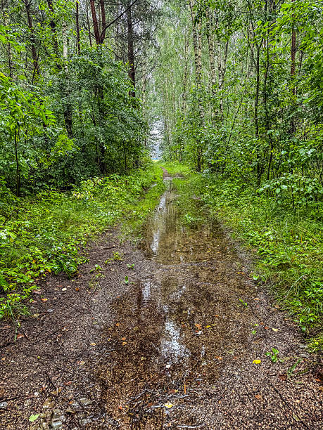 Green forest trail after rain, puddles reflecting trees. Nature, hiking, serenity theme. High quality photo