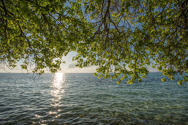 Tropical Paradise Beach Landscape