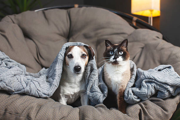 istock Dog and cat lying under blanket 2228590855