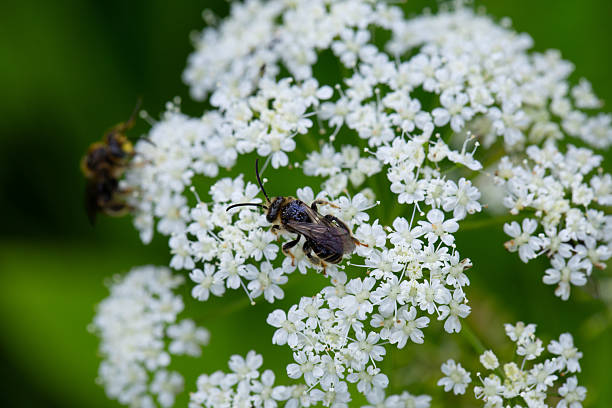 istock White honey plant bush with bees on it macro shot 2228591972